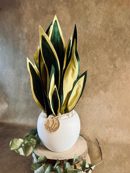 Sanseveria