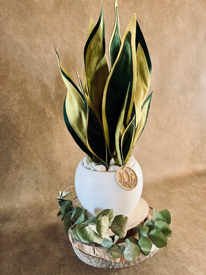 Sanseveria