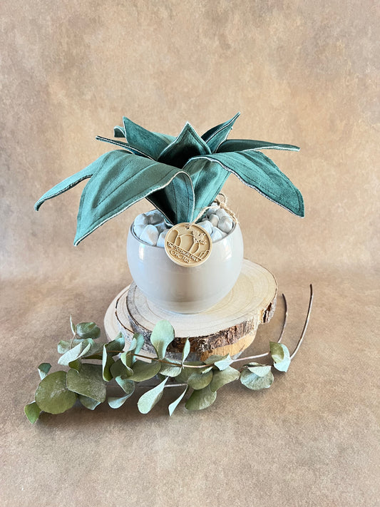 Agave