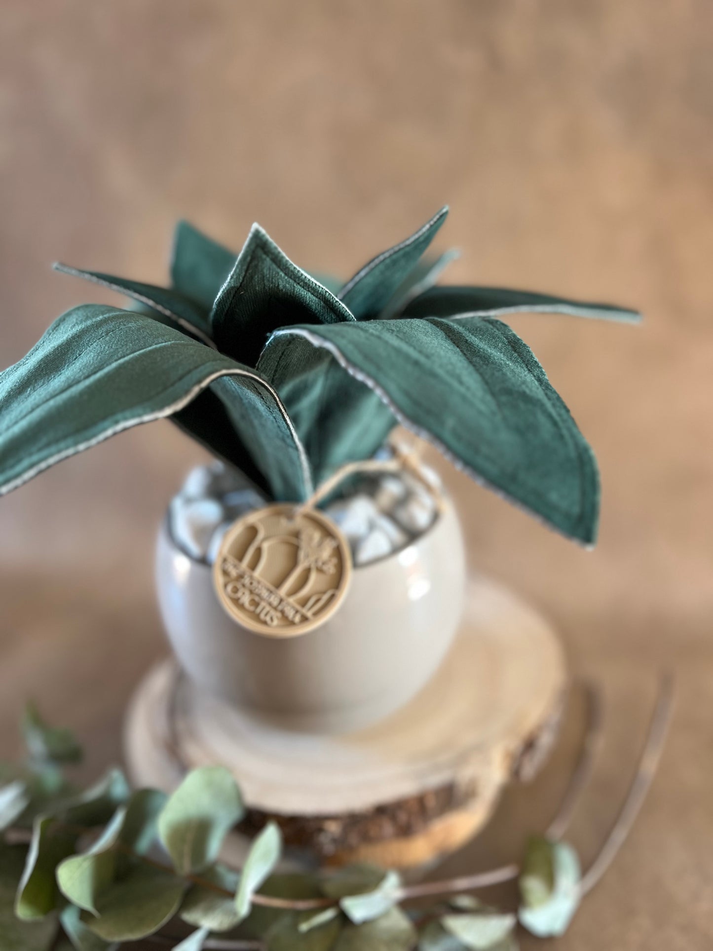 Agave