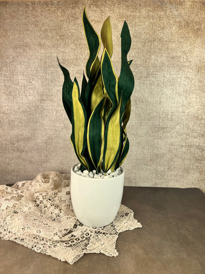 Sanseveria over