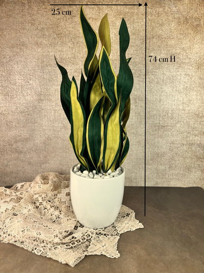 Sanseveria over