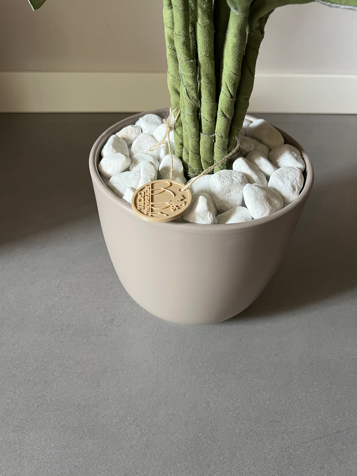 Cereus over composition