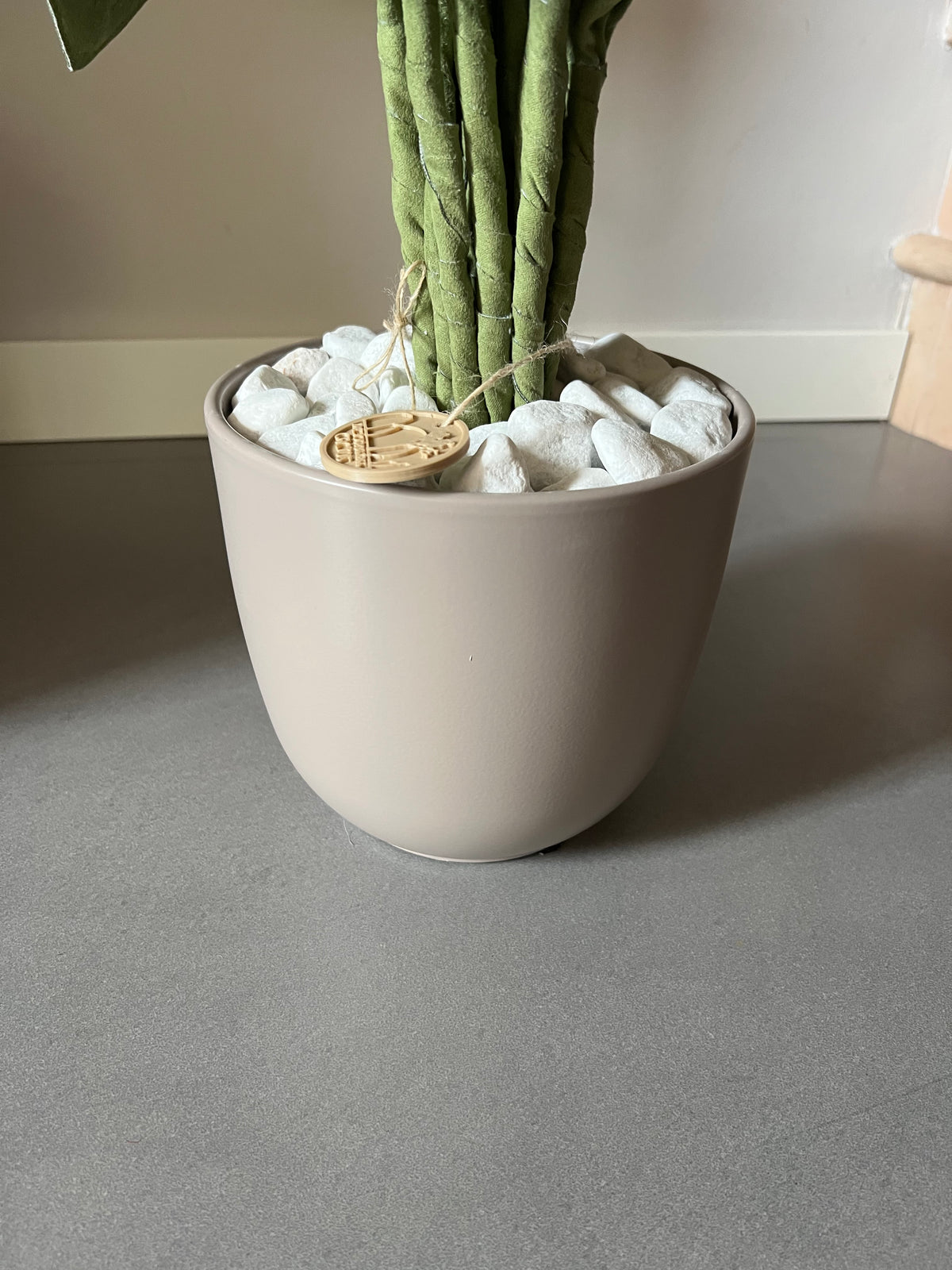 Cereus over composition