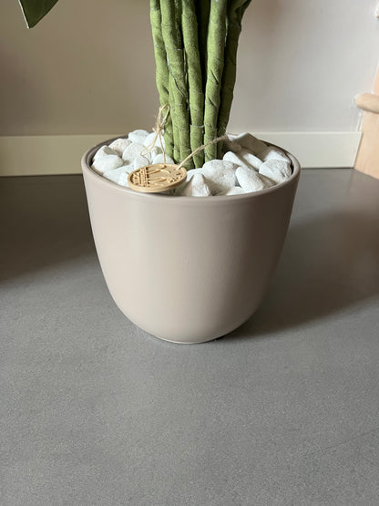 Cereus over composition